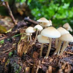 Dann gibt's halt Fotos davon.