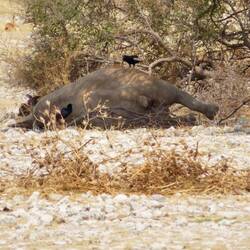 Einfach mal umgekippt für ein Nickerchen