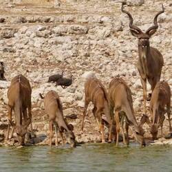 Kudubock mit seinen Mädels