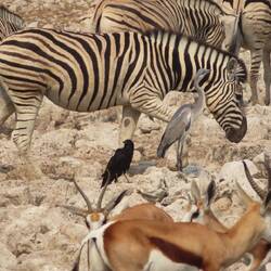 Ein ziemliches Gewusel am Wasserloch