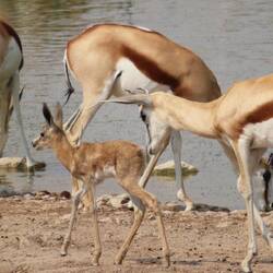 Die Springböcke haben Nachwuchs