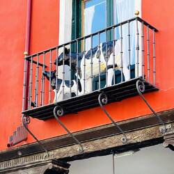 Vacas abalconadas... 🤪