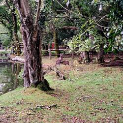 dieser Känguruh Teenager wurde noch gesäugt