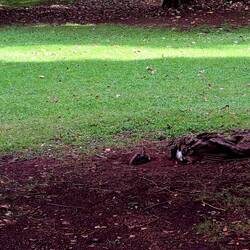 dieses Pfauen Küken vielleicht auch noch