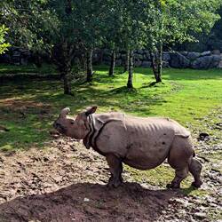 so nah war ich einem Nashorn noch nie