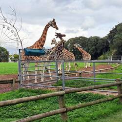 hab viel gelernt über Giraffen