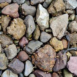 hier gibt es ganz viele gelbe Schnecken, deren Brutstätte ich anscheinend entdeckt hab