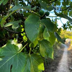 Figs. Later I picked a ripe one and why was it ever good!
