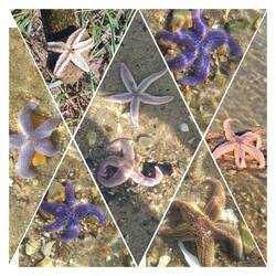 Gefunden---> kleine, farbige Seesterne