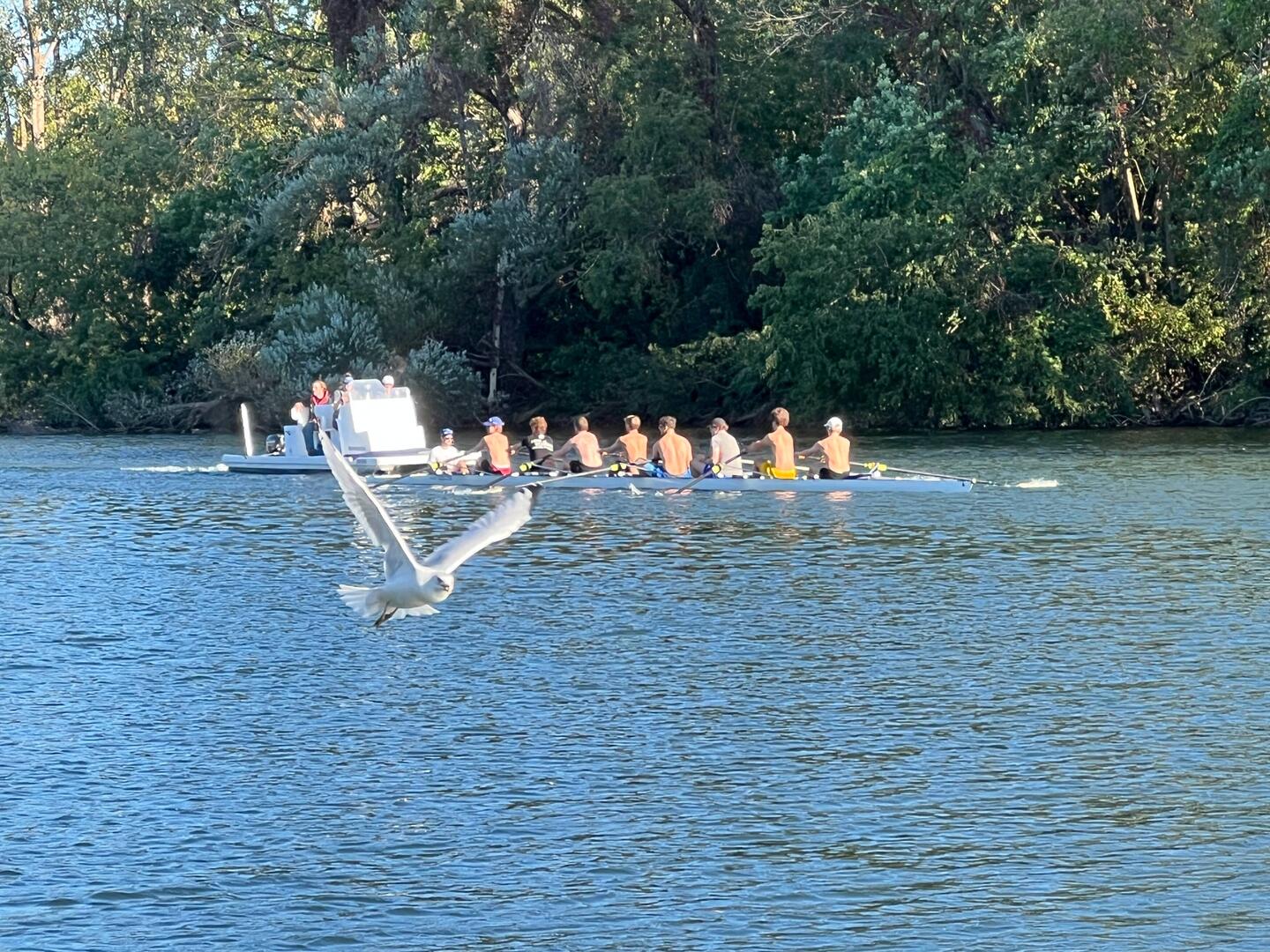 Rome rowers and a sea gull going by us last evening.