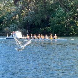 Rome rowers and a sea gull going by us last evening.