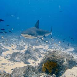 Galapagos Hai