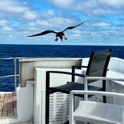 Zwei Boobies wollen gerne ganz vorne mitfahren