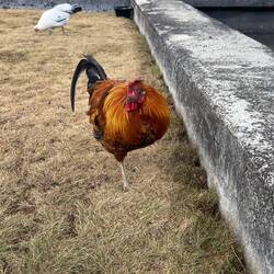 A one-legged chicken outside the public library. It seemed quite content and well fed.