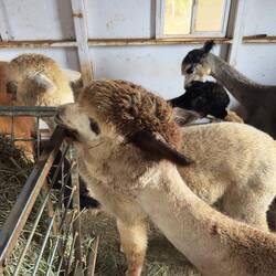 Maui Alpaca Farm.