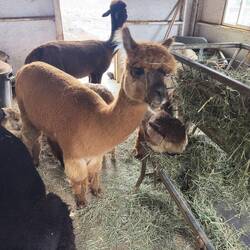 Maui Alpaca Farm.