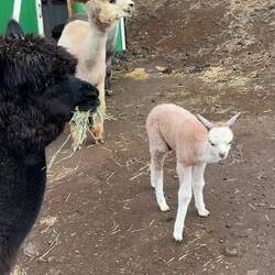 The pack outside the barn after the rain passed us over. The little one is only a couple weeks old.