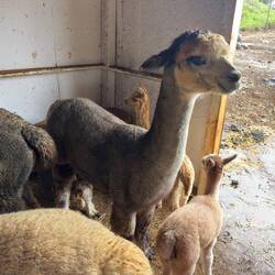 Maui Alpaca Farm.