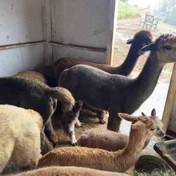 Maui Alpaca Farm.