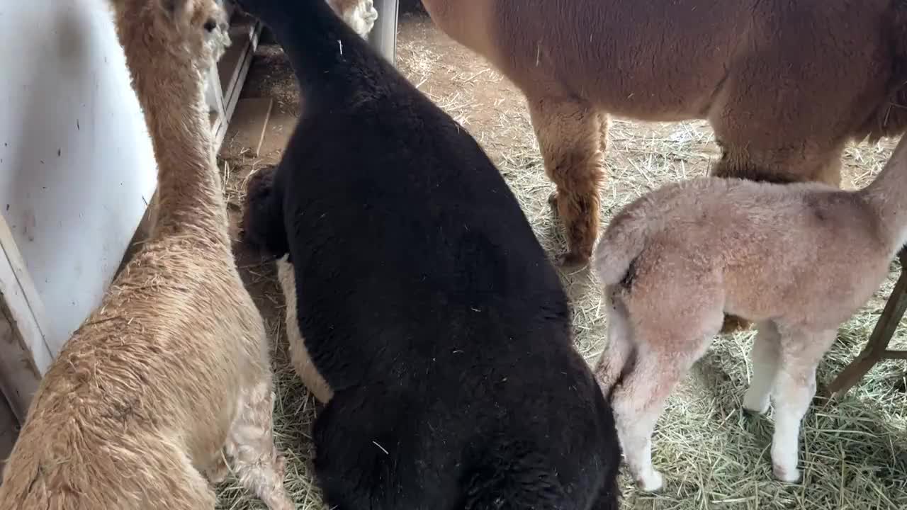 Miss Sassy being a little aggressive towards another member of the pack.