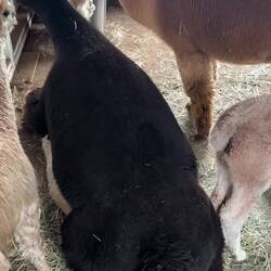 Miss Sassy being a little aggressive towards another member of the pack.