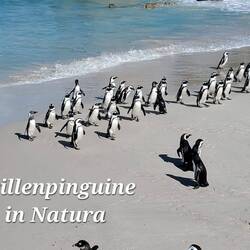 Die Truppe ist an Land
