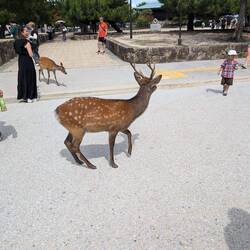 Wild deer roam everywhere on the island