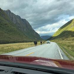 Sharing the road with cows
