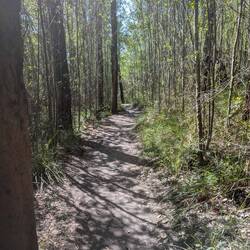 A pleasant path through the forest to start