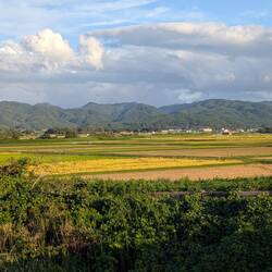 Reisfelder und Berge