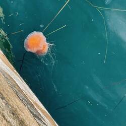 Der Laie nennt sie Feuerqualle.