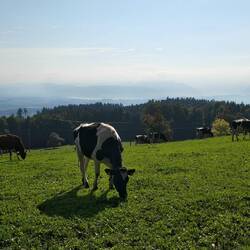 Blick Richtung Zugersee