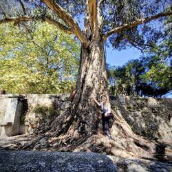 Grosser Eukalyptus, kleine Marina