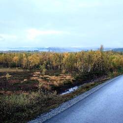 Hinter der Brücke befindet sich ein Wald aus Kiefern und Birken