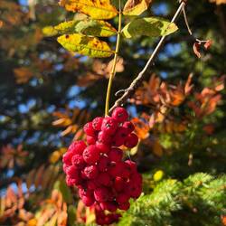 Der Herbst steht schon in den Startlöchern