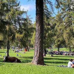 Mensch und Kuh relaxen (oder verdauen) Seite an Seite im Schatten