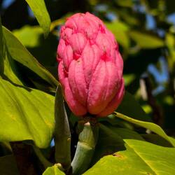 Frucht eines Magnolienbaums