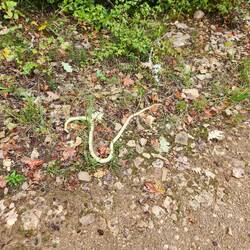 Snake on the path!