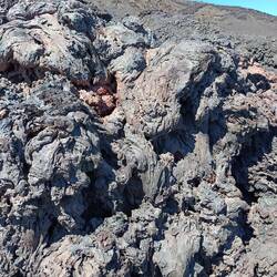 Comme des ceps de vigne