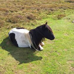 There were quite a few wild horses along the trail