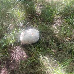 Riesen-Bovist im Wald