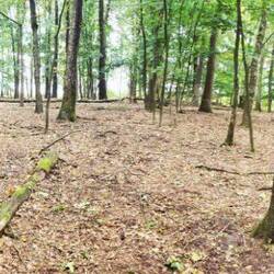 Wir stehen im Wald und es gibt kein weiter. Wir sind hinter dem Zaun.
