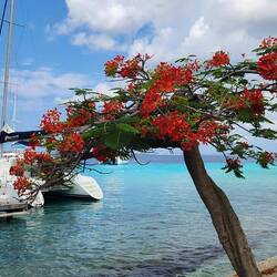 Flamboyant tree