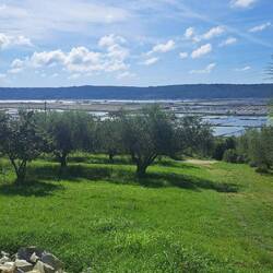 Views from olive grove to salt pan