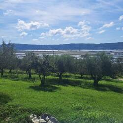 Views from olive grove to salt pans