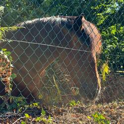 The friendly horse who enjoyed a small carrot snack