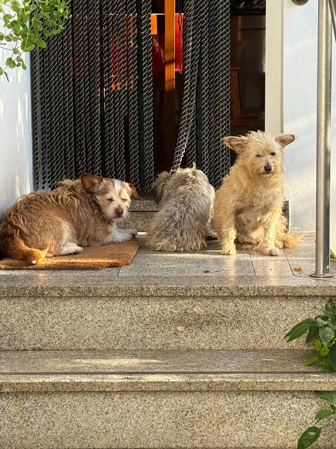 Farewell to our furry friends at Casa de Fernanda