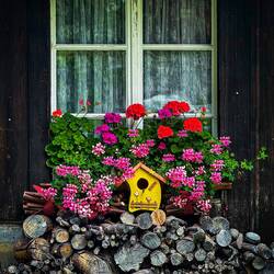 Pop of yellow adds charm to the floral display ... on the way to Gimmelwald, Switzerland.