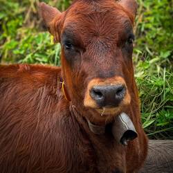 A cute calf checking us out as we check it out ... on the way to Gimmelwald, Switzerland.
