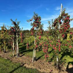 Apple trees loaded down and drooping